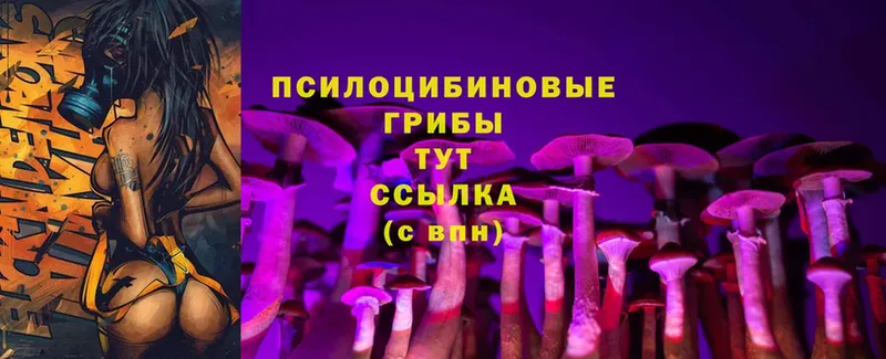 Псилоцибиновые грибы Psilocybe  Вихоревка 